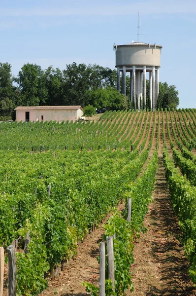 Gironde, saint Emilion aquitaine içinde üzüm bağı — Stok fotoğraf