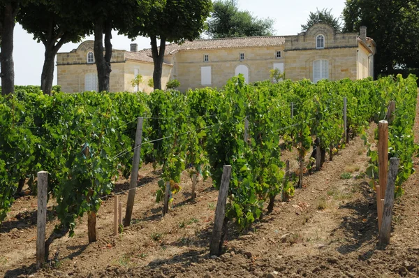 Gironde, vingård saint emilion i aquitaine — Stockfoto