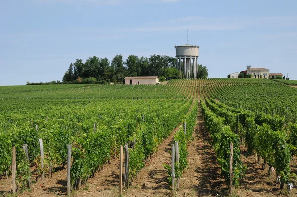 Gironde, vignoble de Saint Emilion en Aquitaine — Photo