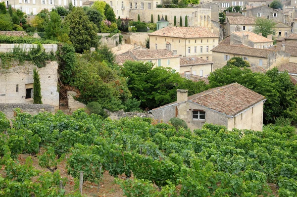Gironde, saint Emilion aquitaine içinde üzüm bağı — Stok fotoğraf