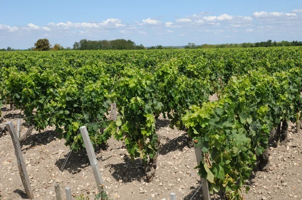 Wijngaarden van saint julien beychevelle — Stockfoto