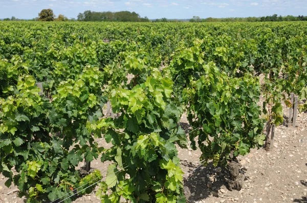 Vineyard of Saint Julien Beychevelle — Stock Photo, Image