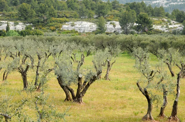 Typical landscape of Maussane les Alpilles in Provence — Stock Photo, Image