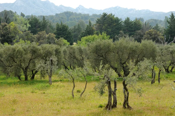 Typowy krajobraz maussane les alpilles w Prowansji — Zdjęcie stockowe