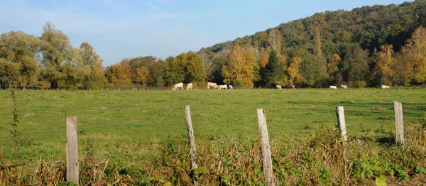 Francie, krajina bois des saint lambert v les yvelines — Stock fotografie