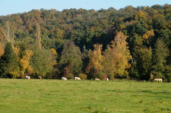 Francja, krajobraz des Bois saint lambert w les yvelines — Zdjęcie stockowe