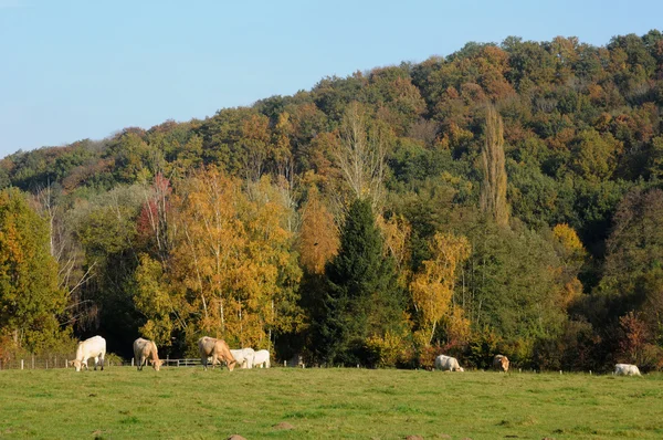 Francia, paisaje de Saint Lambert des Bois in les Yvelines — Foto de Stock