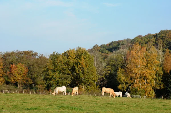 Franciaország, Saint-Lambert-des-Bois táj Les Yvelines — Stock Fotó