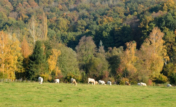 Francia, paisaje de Saint Lambert des Bois in les Yvelines — Foto de Stock
