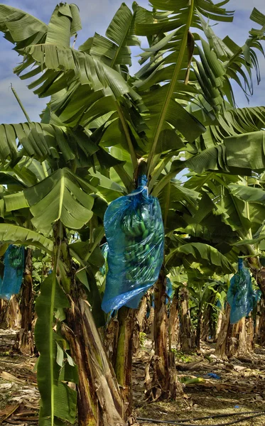 Frankrijk, bananenplantage in martinique — Stockfoto