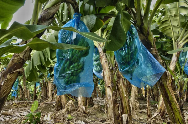France, banana plantation in Martinique — Stock Photo, Image