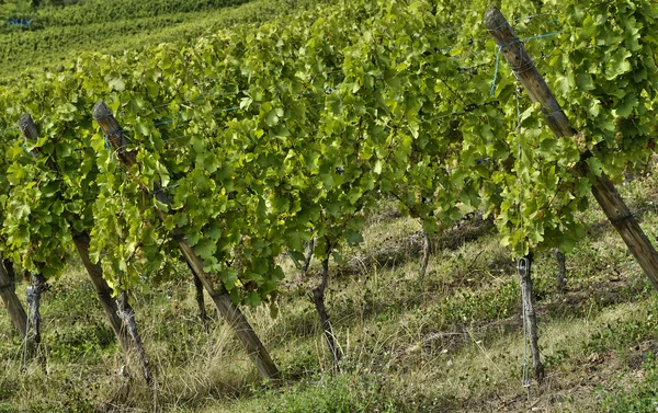 Vignoble de Riquewihr en Alsace — Photo