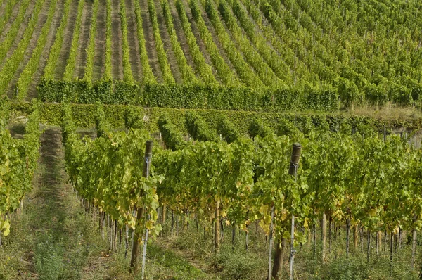 Vignoble de Riquewihr en Alsace — Photo