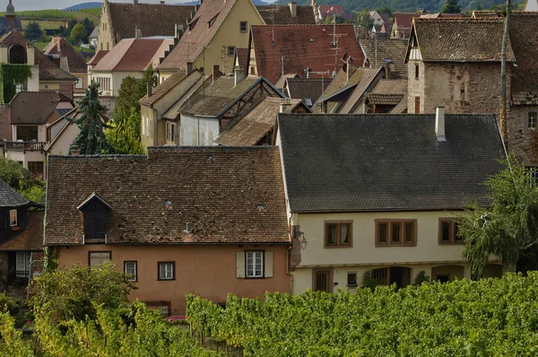 Vingård i riquewihr i alsace — Stockfoto