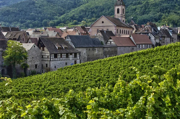 Vinha de Riquewihr na Alsácia — Fotografia de Stock