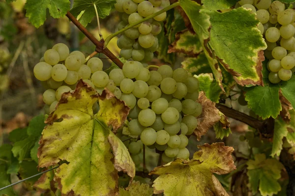 Weinberg von riquewihr im Elsass — Stockfoto