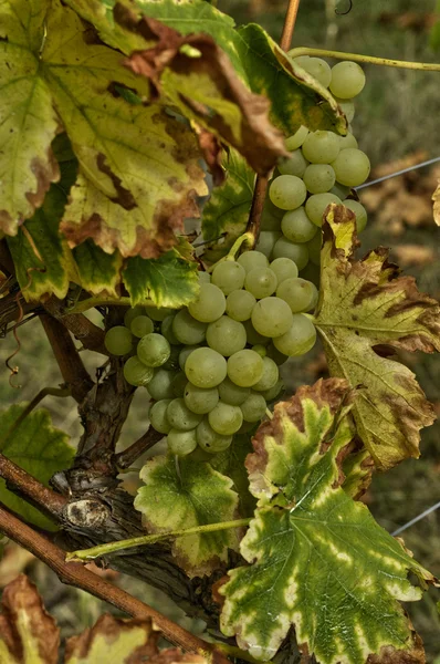 Vineyard of Riquewihr in Alsace — Stock Photo, Image