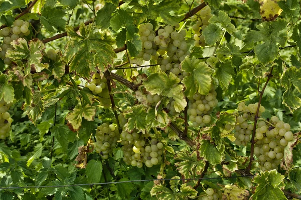 Виноградник Рикевир в Эльзасе — стоковое фото