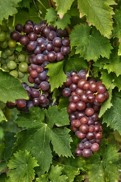 Vinha de Riquewihr na Alsácia — Fotografia de Stock