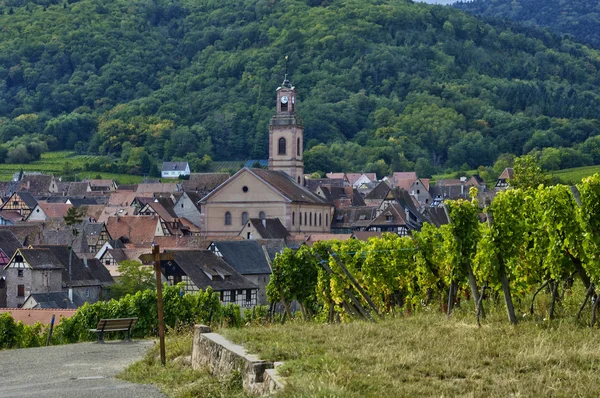 Vineyard of Riquewihr in Alsace — Stock Photo, Image