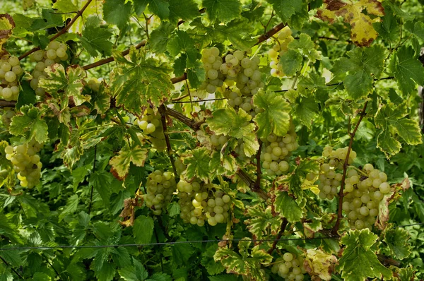 Vignoble de Riquewihr en Alsace — Photo