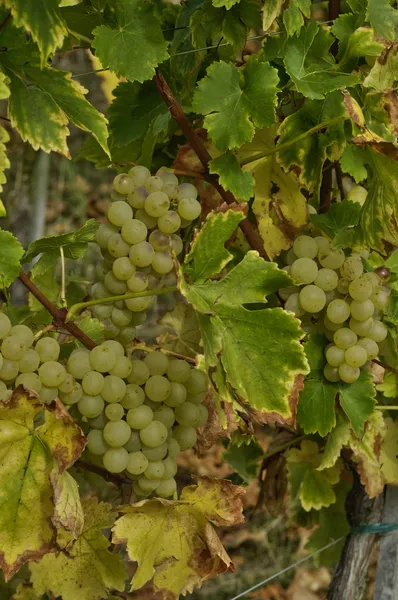 Vinha de Riquewihr na Alsácia — Fotografia de Stock