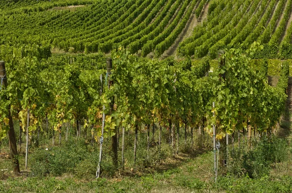 Vigneto di Riquewihr in Alsazia — Foto Stock