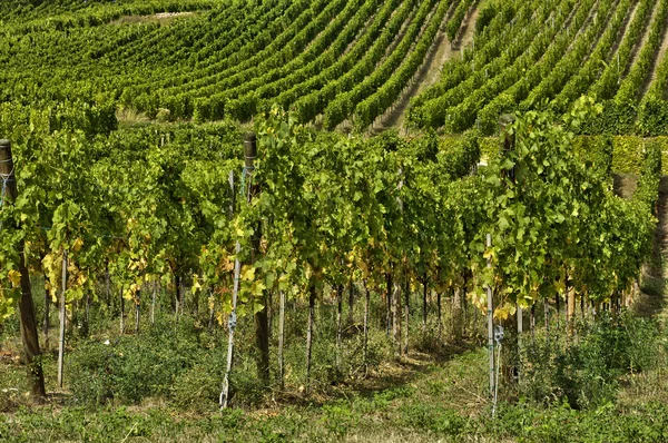 Vigneto di Riquewihr in Alsazia — Foto Stock