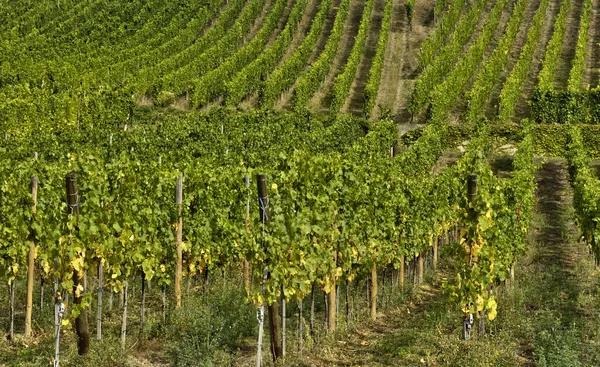 Vigneto di Riquewihr in Alsazia — Foto Stock