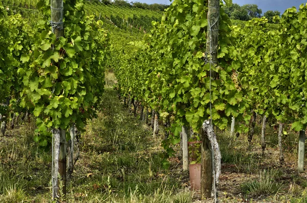 Vignoble de Riquewihr en Alsace — Photo