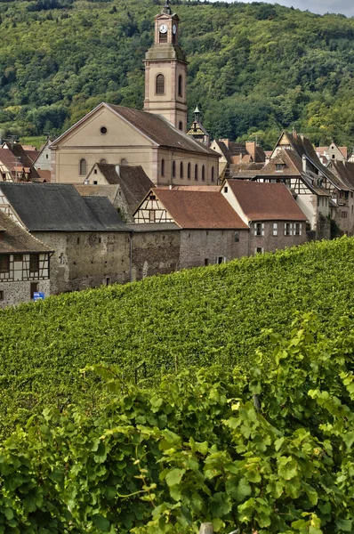 Виноградник Riquewihr в регіоні Alsace — стокове фото