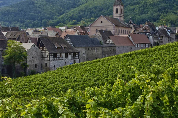 Vingård i riquewihr i alsace — Stockfoto