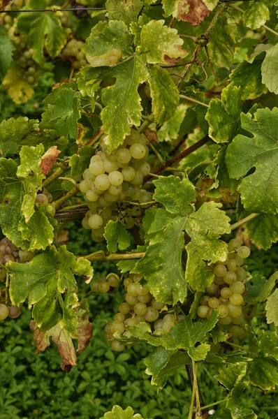 Wijngaard van riquewihr in Elzas — Stockfoto