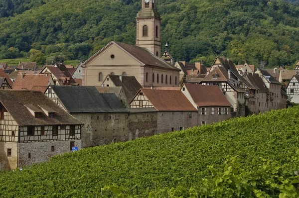 Vingård i riquewihr i alsace — Stockfoto