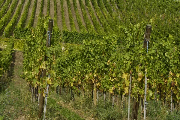 Vigneto di Riquewihr in Alsazia — Foto Stock