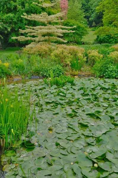 Les jardins du pays d auge Cambremer v normandie — Stock fotografie