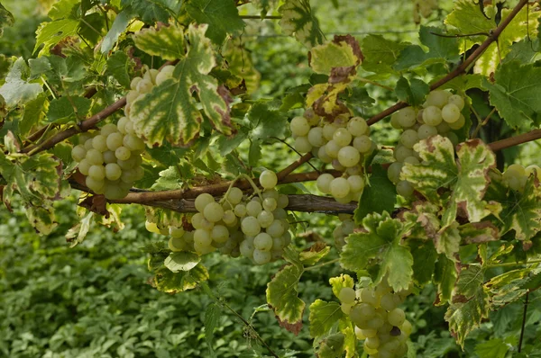 Vinha de Riquewihr na Alsácia — Fotografia de Stock