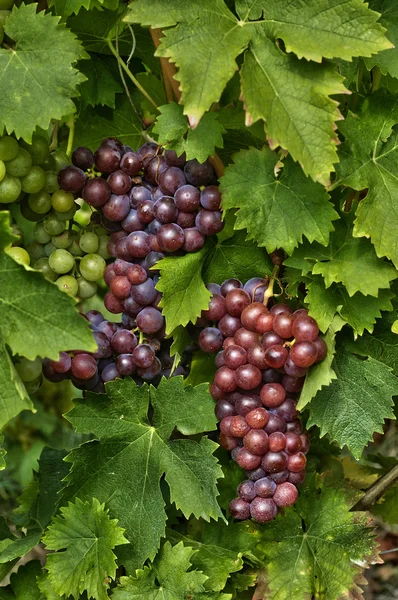 Weinberg von riquewihr im Elsass — Stockfoto