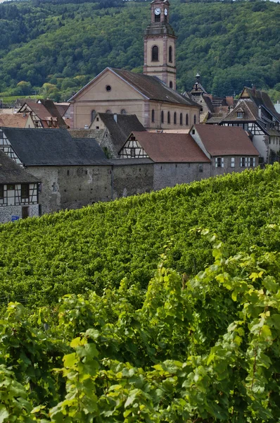 Vingård i riquewihr i alsace — Stockfoto