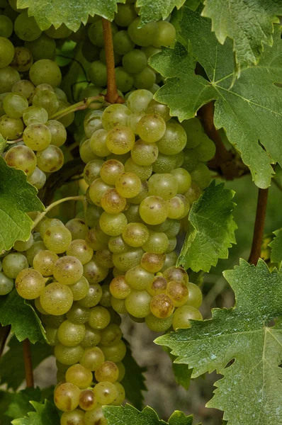 Vignoble de Riquewihr en Alsace — Photo