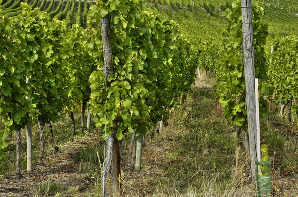 Vinha de Riquewihr na Alsácia — Fotografia de Stock