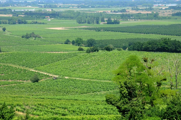 Périgord, vinice monbazillac v dordogne — Stock fotografie