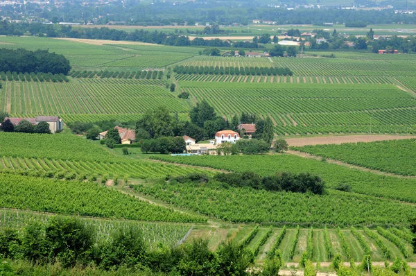 ペリゴール、ドルドーニュでワインのブドウ畑 — ストック写真