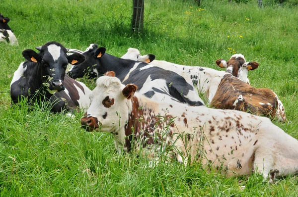 Francia, vacas en Vallee d Auge en Normandía —  Fotos de Stock