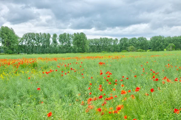 Coquelicots dans un champ par Bois Guilbert en Normandie — Photo