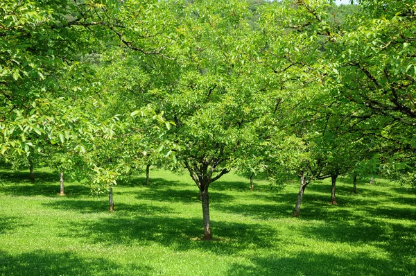 Juglans στο castelnaud la chapelle στο dordogne — Φωτογραφία Αρχείου