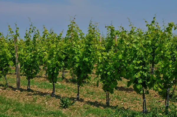 Perigord, the vineyard of Monbazillac in Dordogne — Stock Photo, Image