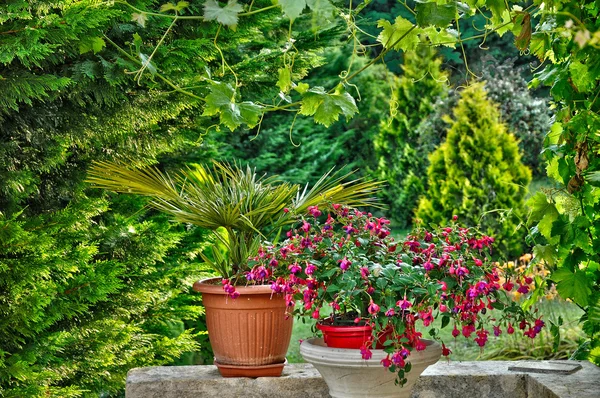 Detail of a small garden in Perigord — Stock Photo, Image