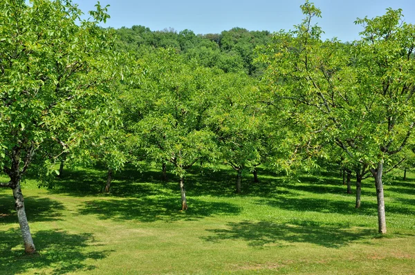 França, juglans em Castelnaud la Chapelle in Dordogne — Fotografia de Stock