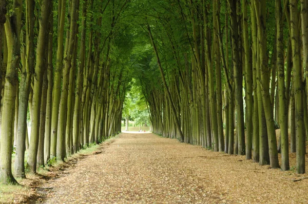 La France, le parc classique de Marly le Roi — Photo